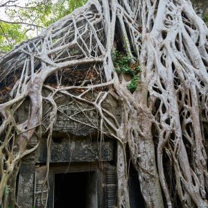 Angkor Wat Temple and Trees